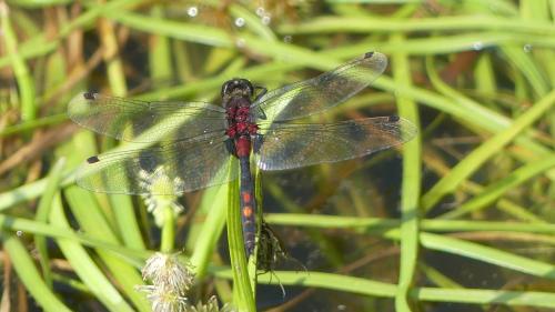 Réf. 347 201 : Leucorrhinia dubia